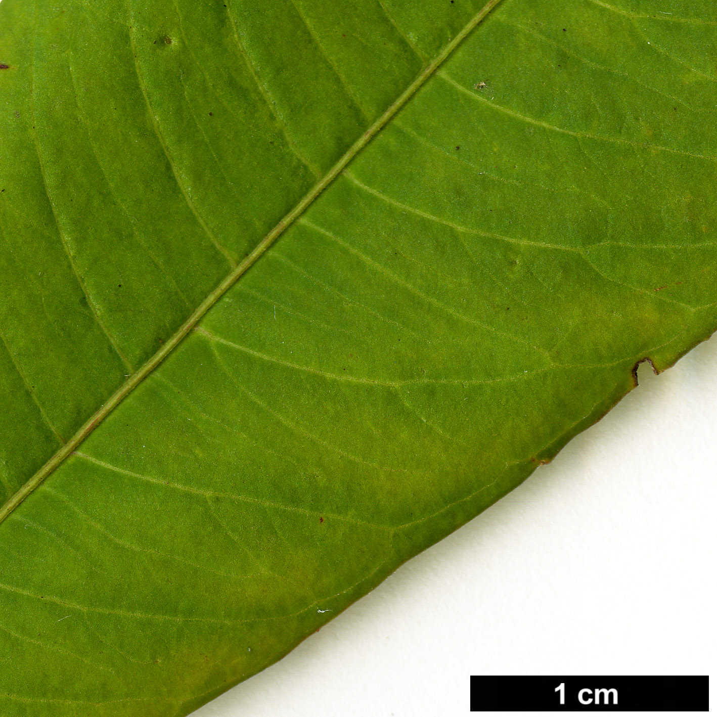 High resolution image: Family: Apocynaceae - Genus: Alstonia - Taxon: yunnanensis